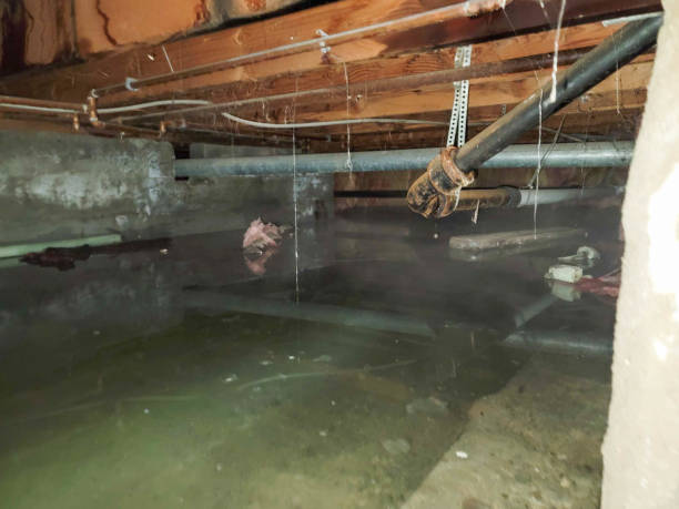 Best Mold removal after water damage  in Flower Hill, MD